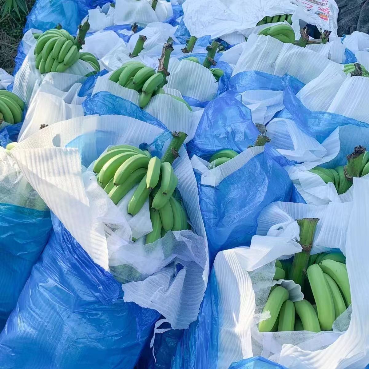 广西高山威廉斯香蕉5斤9斤绿皮发货自行催熟新鲜采摘高山甜香蕉