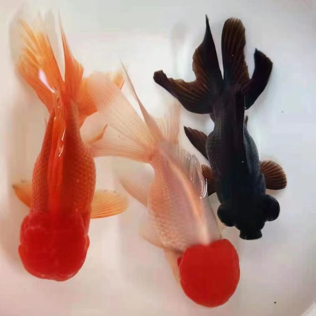 冷水观赏鱼金鱼鹤顶红招财淡水狮子头鸿运当头龙睛好养耐活小型鱼