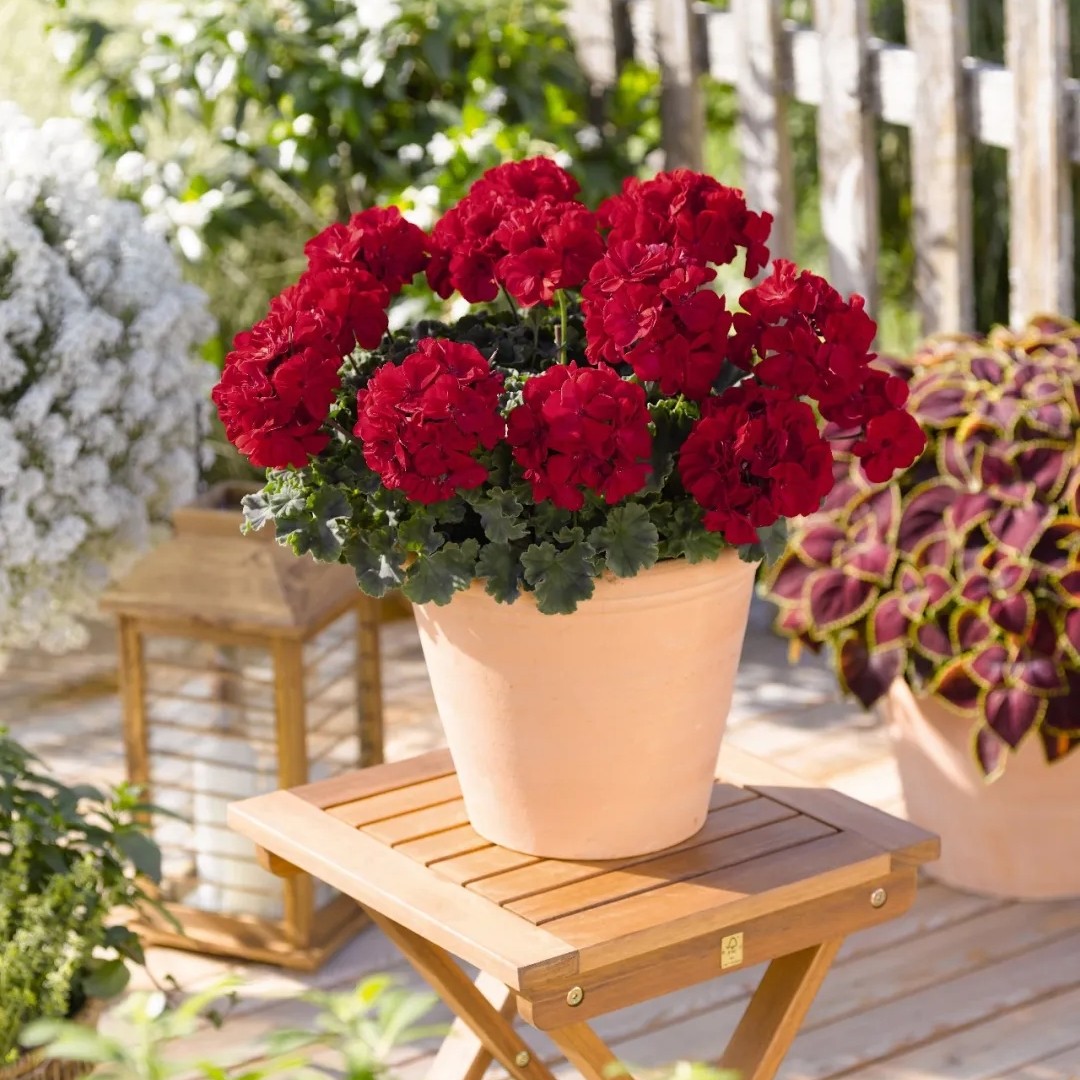 直立半重瓣大花球天竺葵盆栽四季开花阳台好养花卉绿植