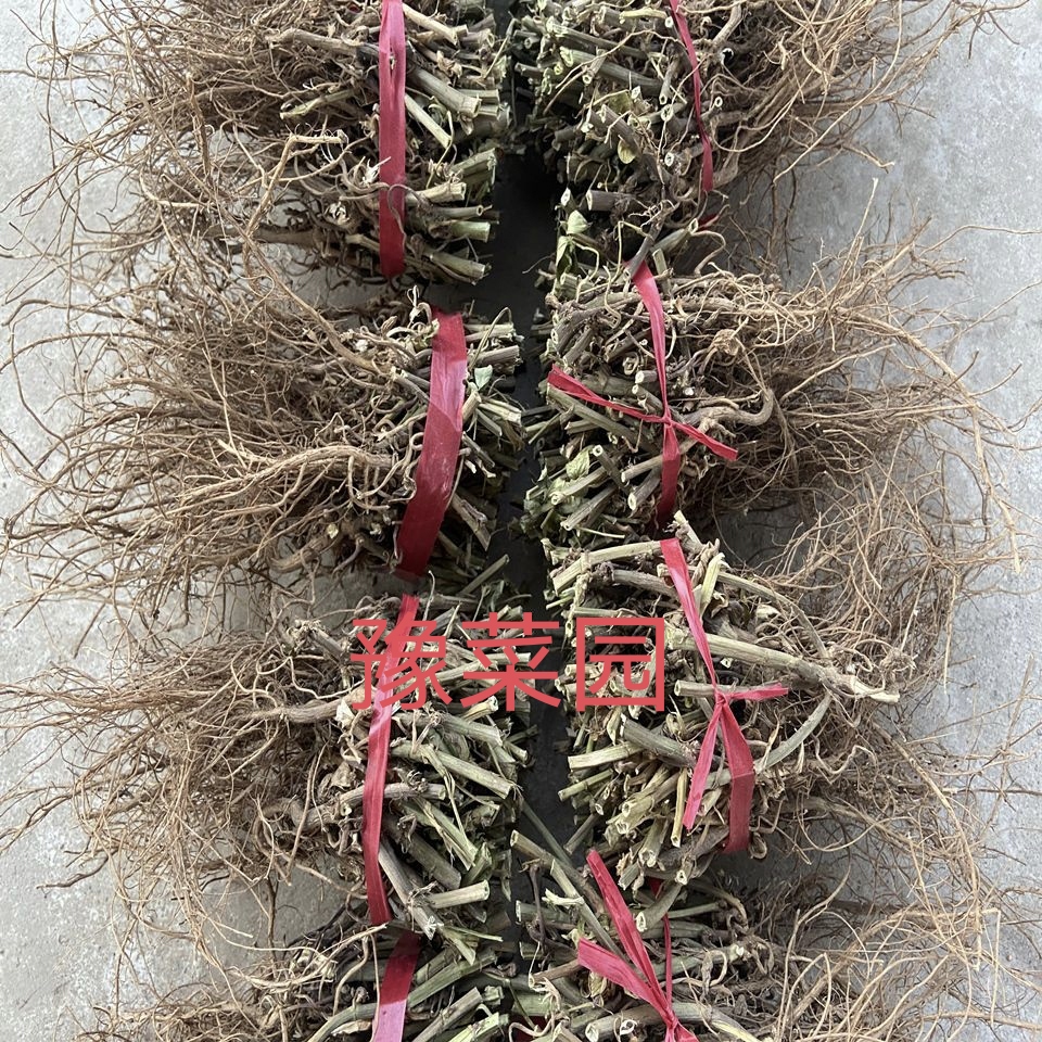 今年开封花生根 茎杆梗花生的根农家自产花生棵 花生的根二斤包邮