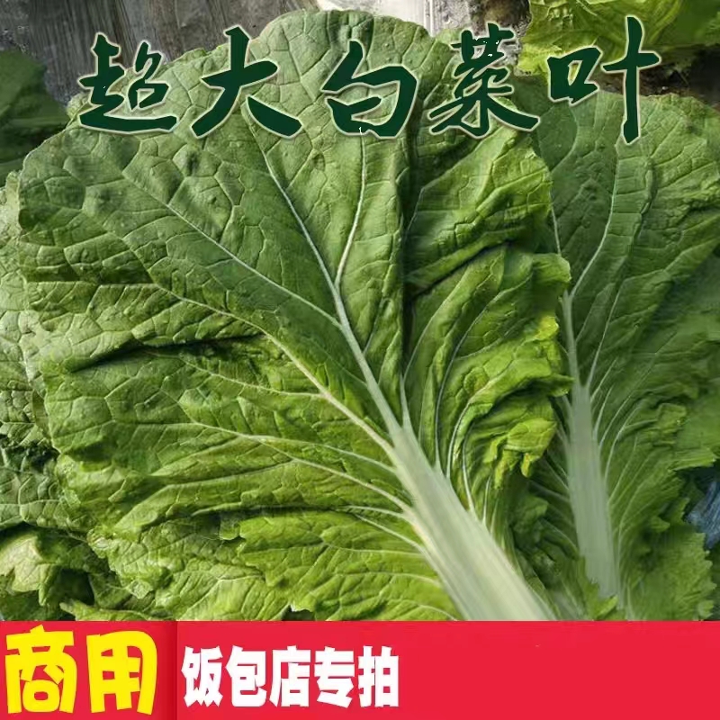 【现摘现发】东北新鲜白菜叶饭包叶超大白菜叶饭包店商用叶