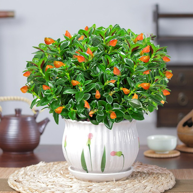 金鱼花吊兰金鱼花盆栽室内客厅四季常青绿植花卉四季开花好养易活