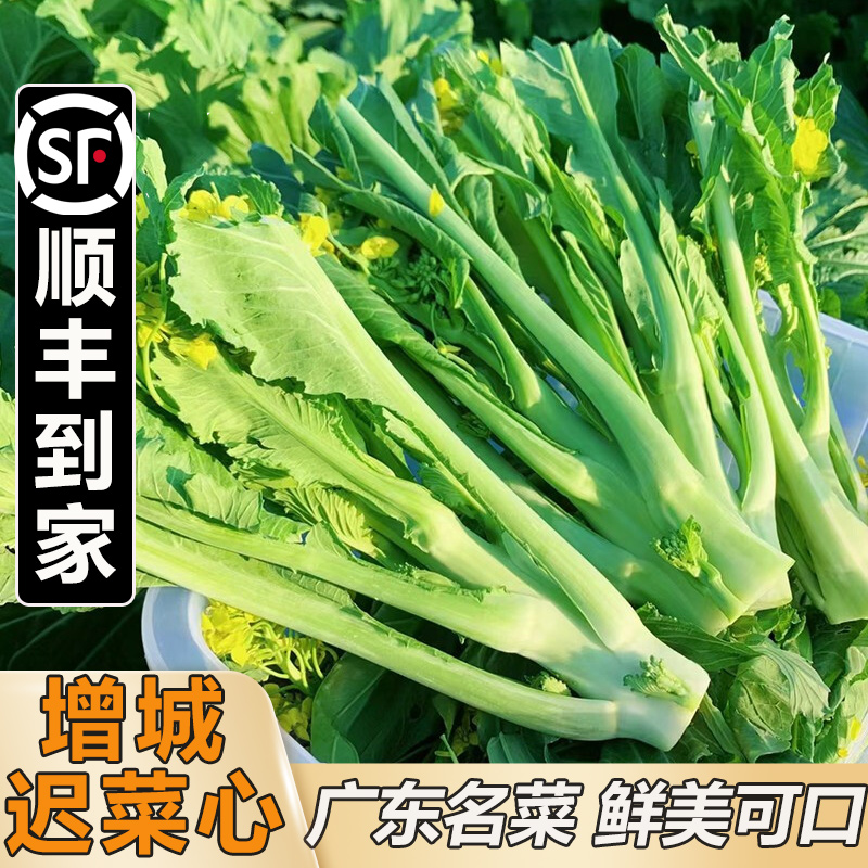 正宗增城迟菜心新鲜菜苔现切现发腊布高脚菜心鲜嫩脆甜当季蔬菜