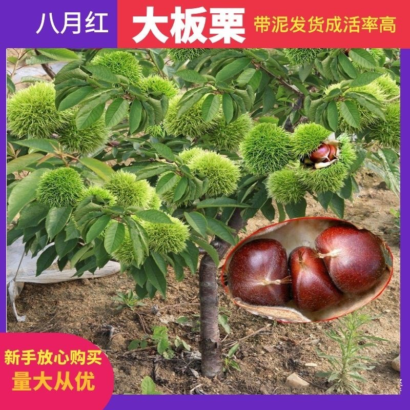 嫁接板栗苗果树苗大红袍油栗子苗当年结果南方北方种植板栗子苗树