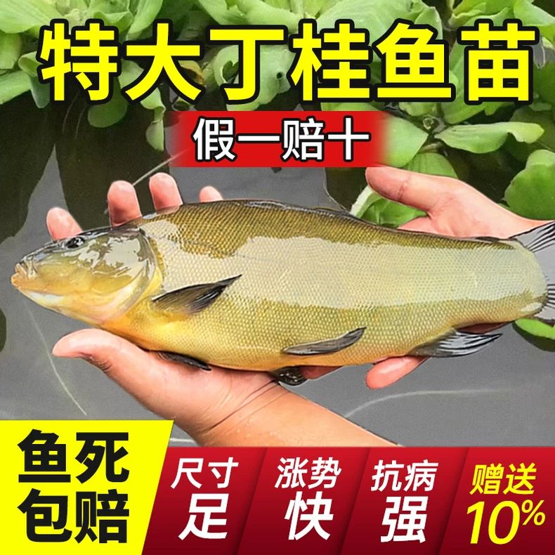 正宗丁桂鱼苗淡水养殖食用活体鱼红丁贵鱼须岁鱼丁穗鱼宠物观赏鱼