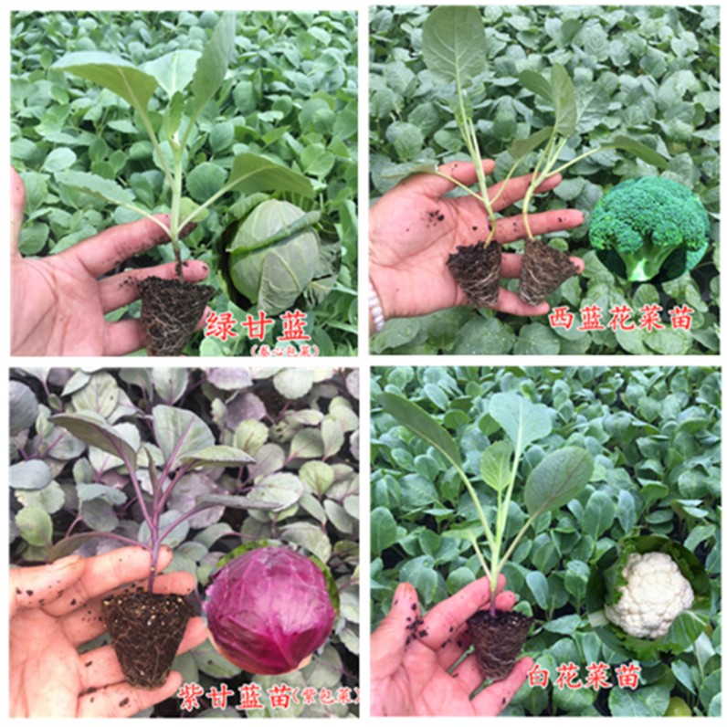 秋冬西兰花菜绿甘蓝包菜幼苗四季蔬菜种苗盆栽地栽均紫色白菜种子