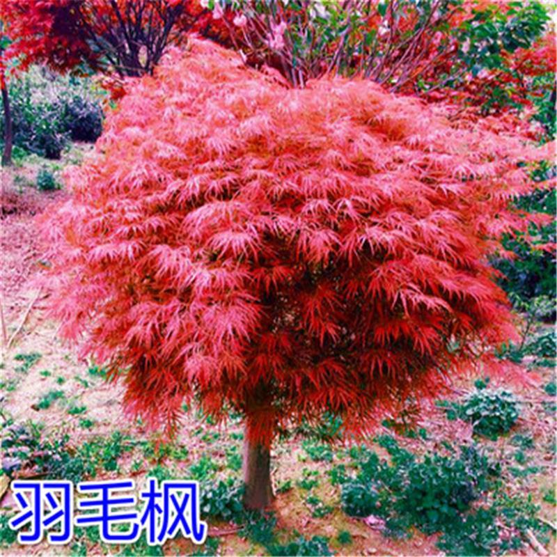 羽毛枫树苗垂枝羽毛枫盆栽青龙羽毛枫别墅绿化树日本红枫盆景庭院