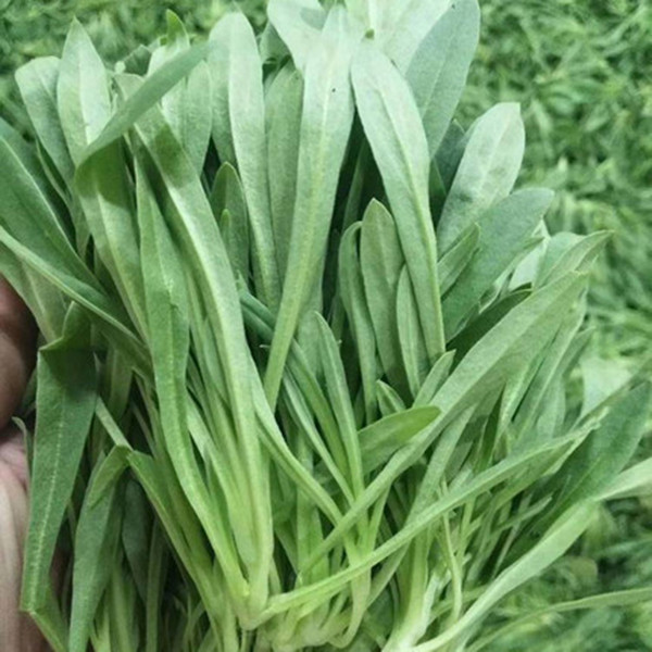 面条菜种子种籽孑菜蔬菜春季籽种盆栽菜籽四季菜种南方青菜播种