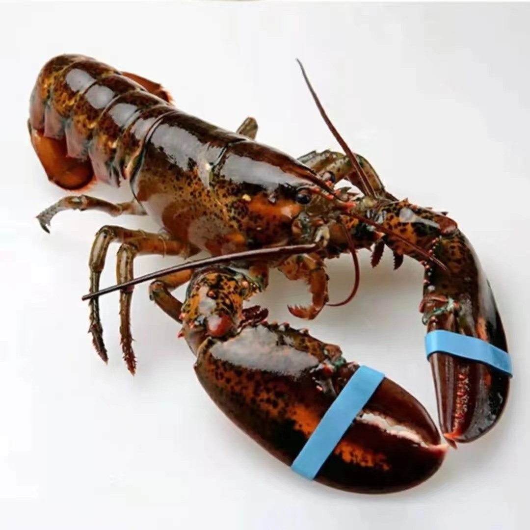 连云港发货 鲜活大波龙（1-9斤/只）顺丰特快（保鲜不包活）