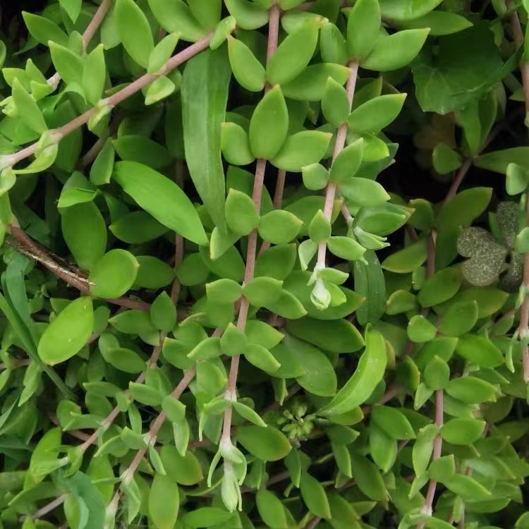 正宗垂盆草盆栽养肝护肝中药种苗新鲜苗食用吊兰绿植狗牙瓣草植物