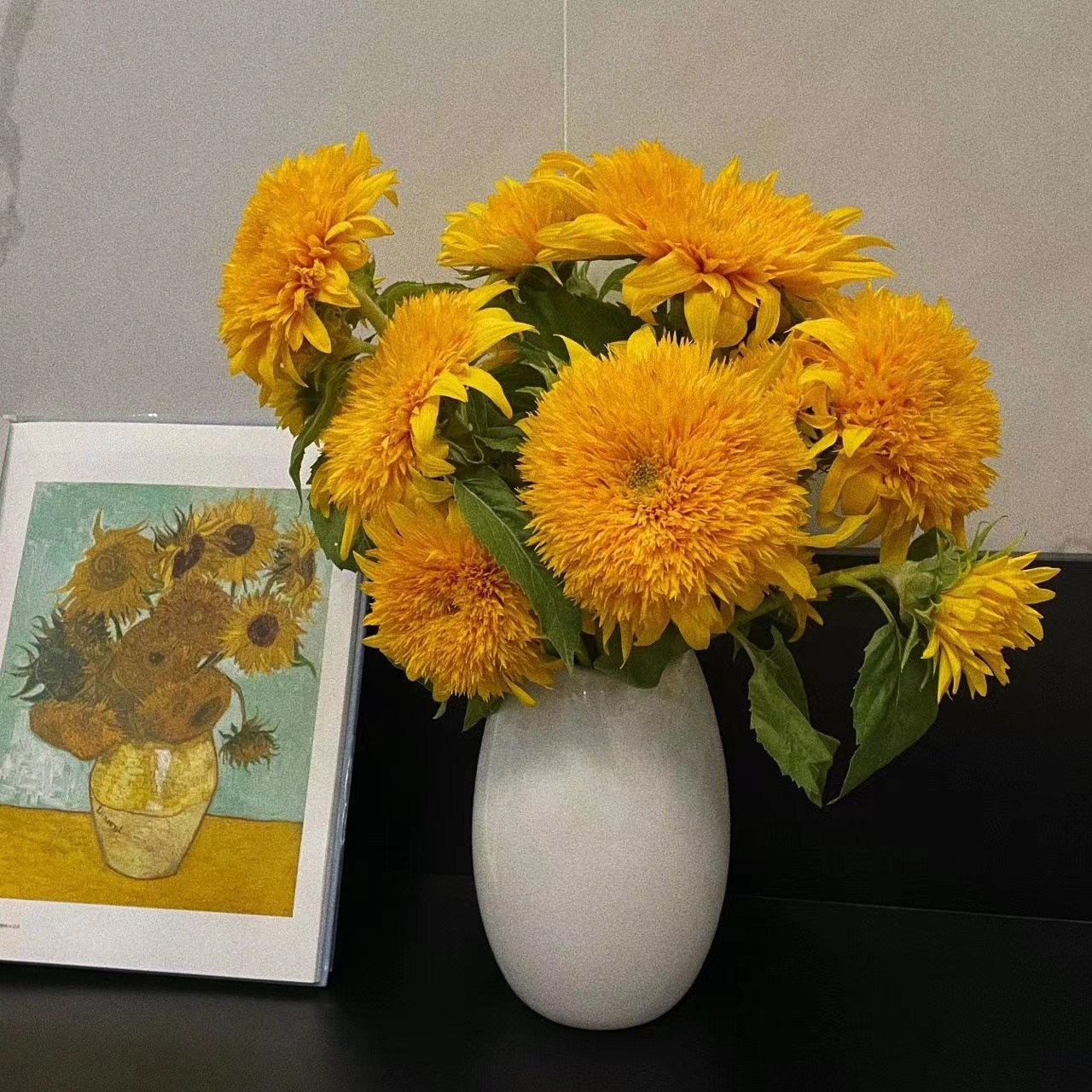 泰迪向日葵-鲜花收到醒花6小时插瓶养护加两滴84消毒液单独发中通