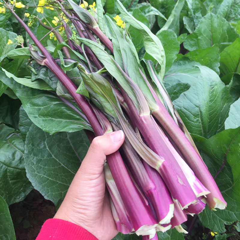 红菜苔种子种籽孑菜种苔菜广东菜心菜薹菜籽苗秋冬季四季蔬菜南方
