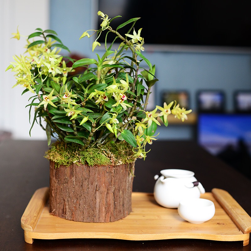 雁荡山铁皮石斛木桩可种植好发货盆景黄色绿植花卉室外配送盆托肥