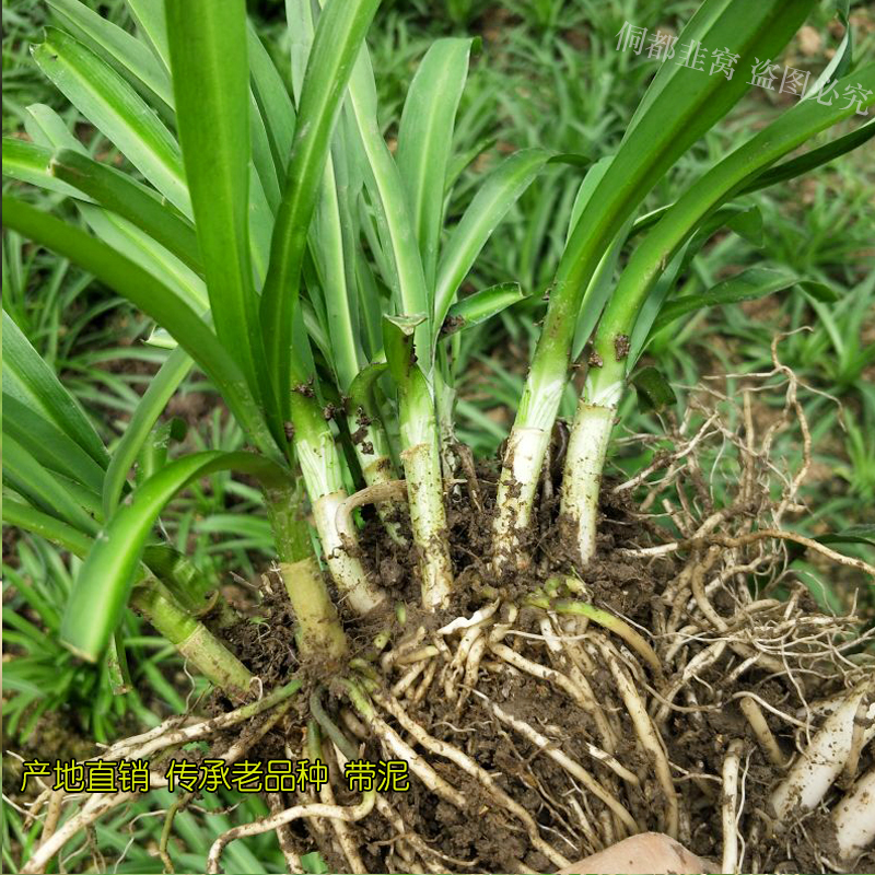 贵州大叶野韭根大根粗根好种石韭观山韭菜阳台种菜绿植超韭菜根苗