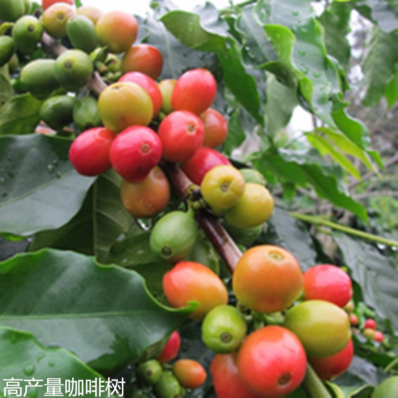 咖啡果树苗云南卡蒂姆小粒咖啡品种咖啡厅摆放咖啡苗盆栽庭院地栽