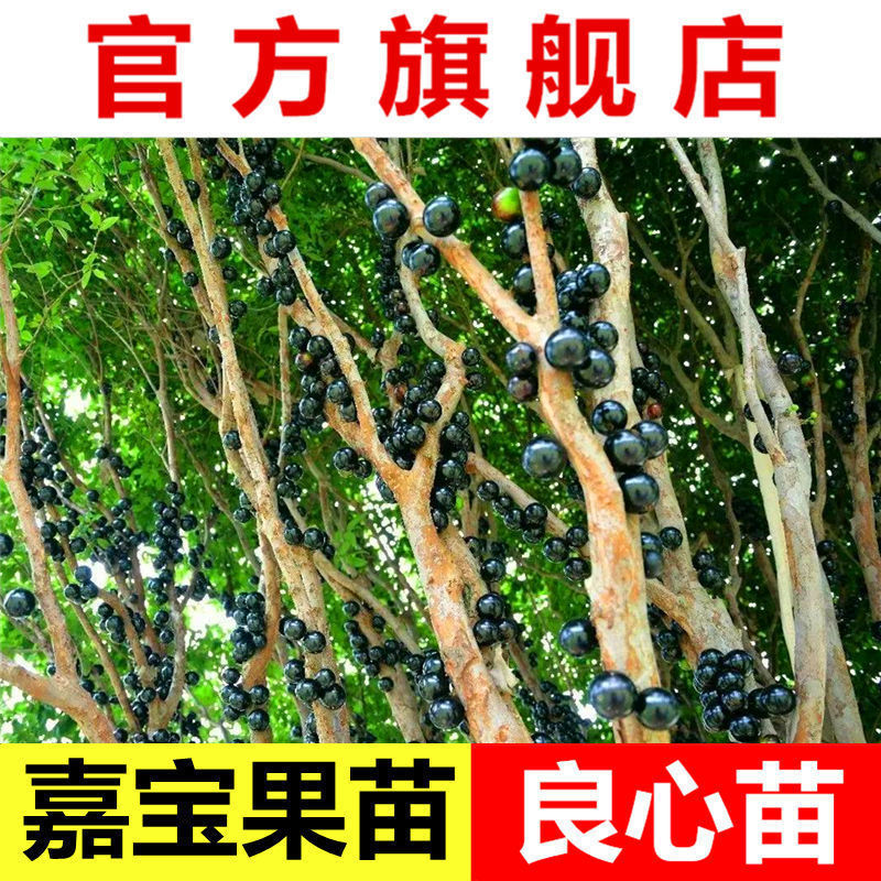 嘉宝果苗树葡萄树苗正宗沙巴四季早生红妃嘉宝果苗南方水果苗包邮