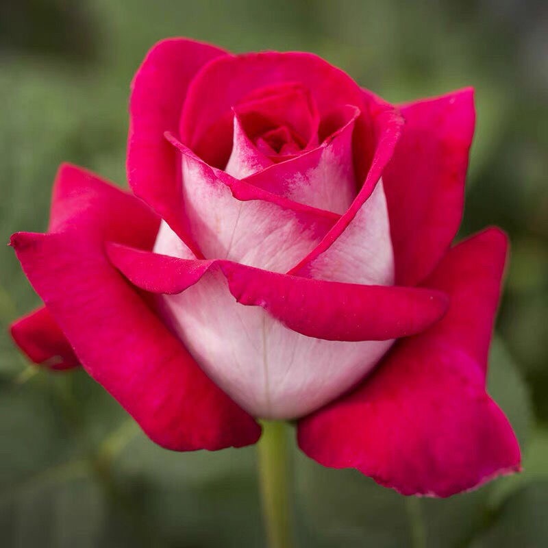 莫妮卡月季大花浓香高杯玫瑰扦插中苗营养土