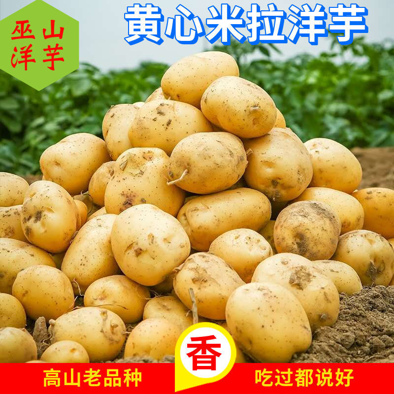 巫山黄心土豆米拉洋芋迷你马铃薯高山土豆 农家老品种洋芋5斤包邮