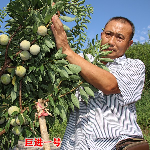 巨进一号南北方种植新品种四川洪雅付成德嫁接李子树苗