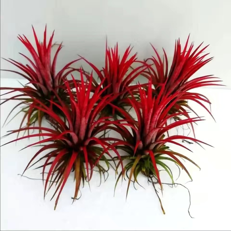 空气凤梨绿植无土植物红精灵室内办公室好养好管理水培文竹观音竹