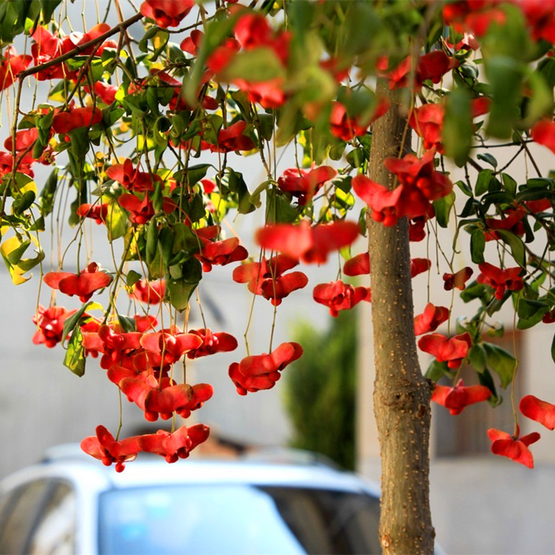 【顺丰打木架包邮】金蝴蝶/金丝吊蝴蝶盆栽 耐寒耐热植物
