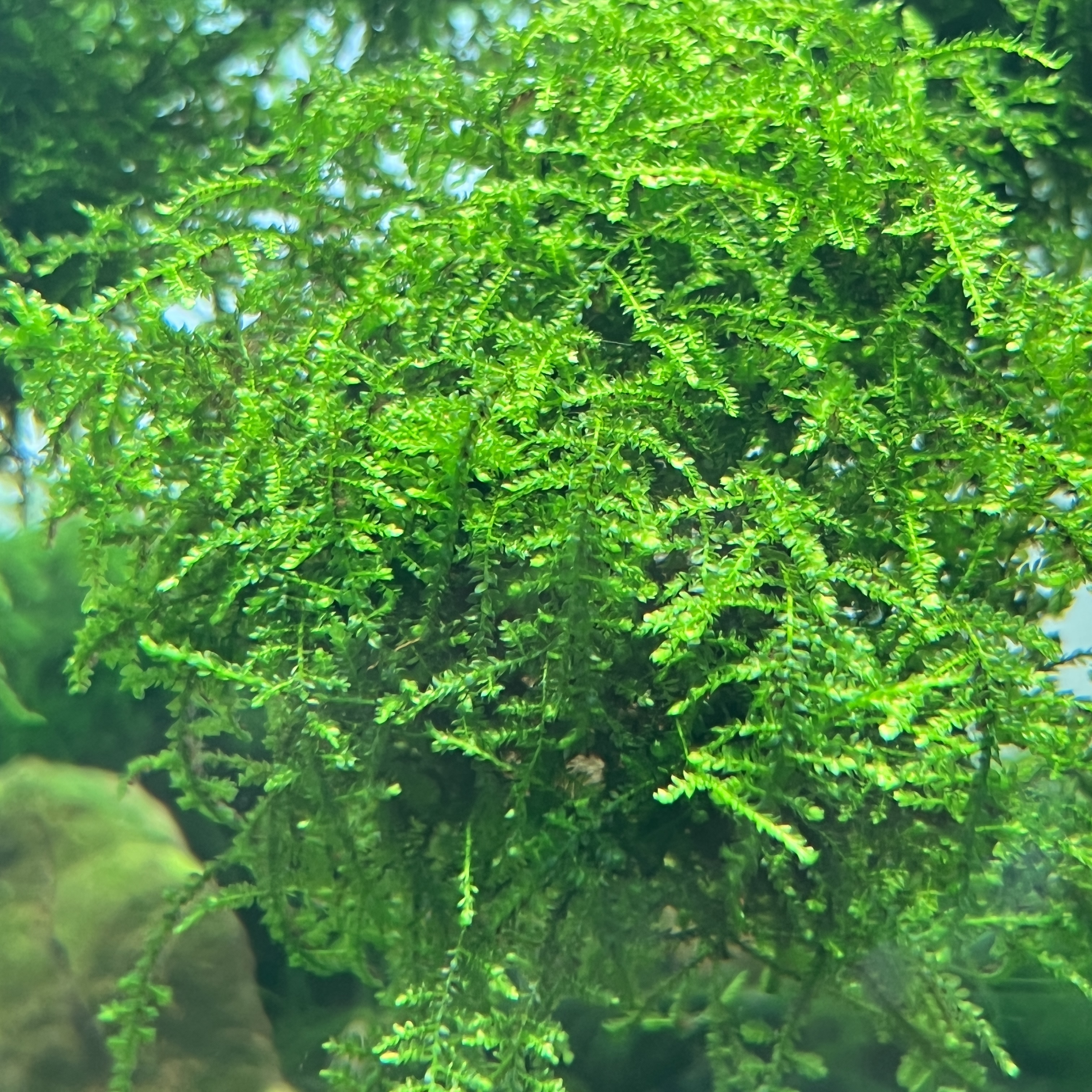 散装莫斯水草鱼缸造景水下叶阴性水草莫斯树懒人水草好养耐寒漂亮