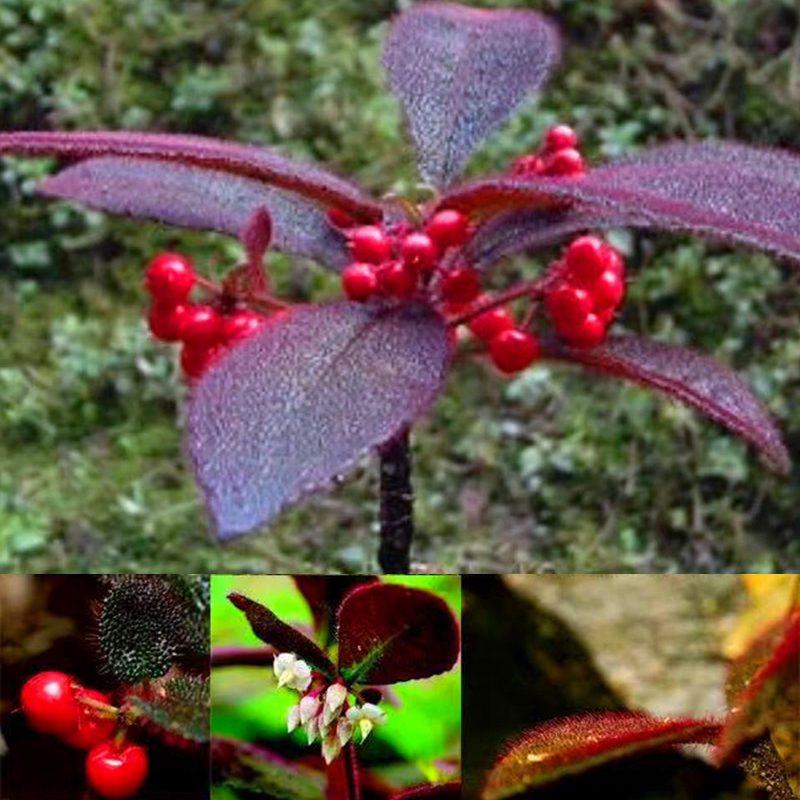 带果实发货虎舌红苗老桩苔藓球盆栽苗绿植物铜锤玉带草盆景姬月季