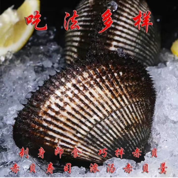 赤贝海鲜水产品鲜活大赤贝毛蛤血蛤赤贝刺身发货