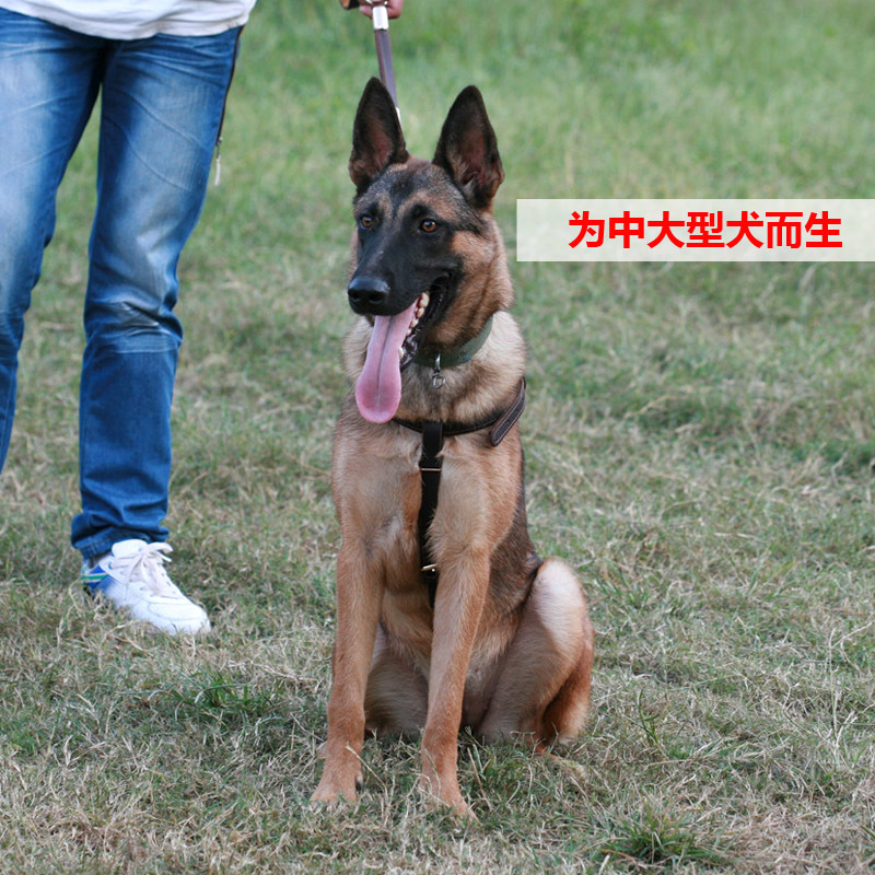 包邮中大型犬头层牛皮胸背带金毛阿拉马犬德牧DDR罗威纳牵引带