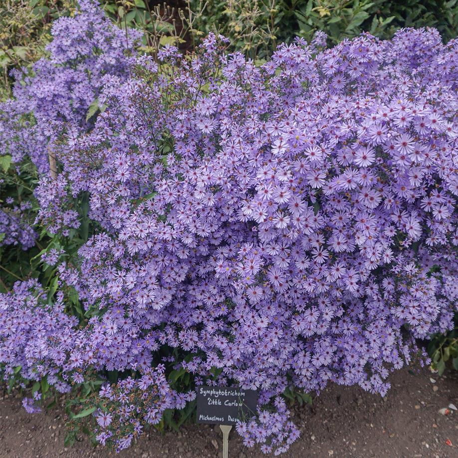 虹越 |荷兰菊小卡罗1加仑盆栽苗 神秘蓝紫色超爱复花阳台种植