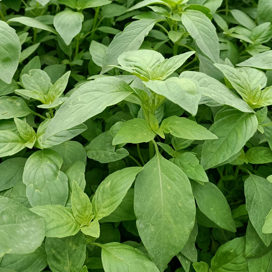 荆芥菜5斤，不带根，广东省可拍