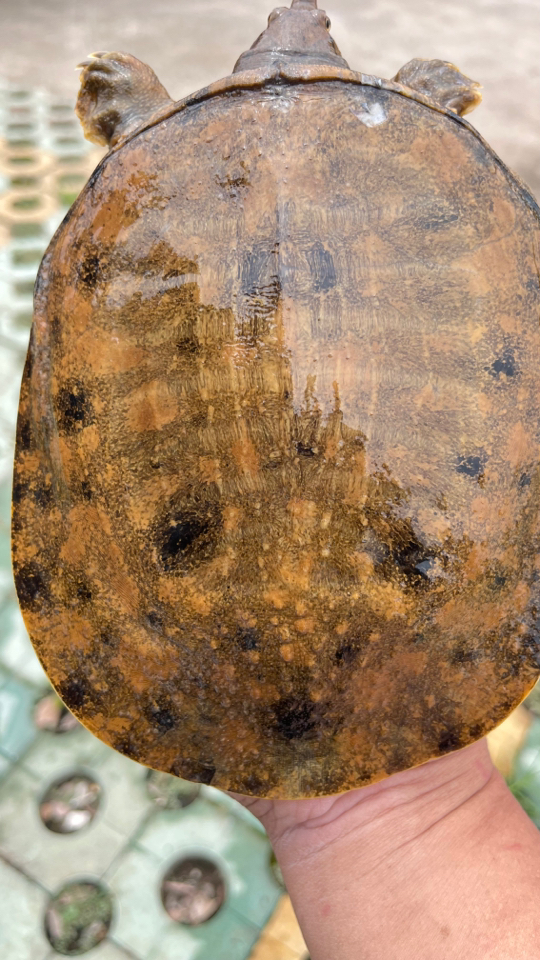 湖南山区甲鱼一只