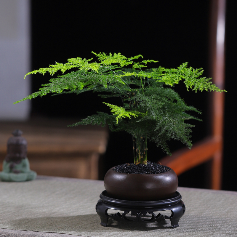 【精品】文竹盆栽植物室内净化空气办公室绿植花卉寓意办公桌摆件