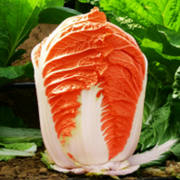 【新疆包邮】火凤凰白菜种子夏播耐热大白菜种子种植包心菜蔬菜种子