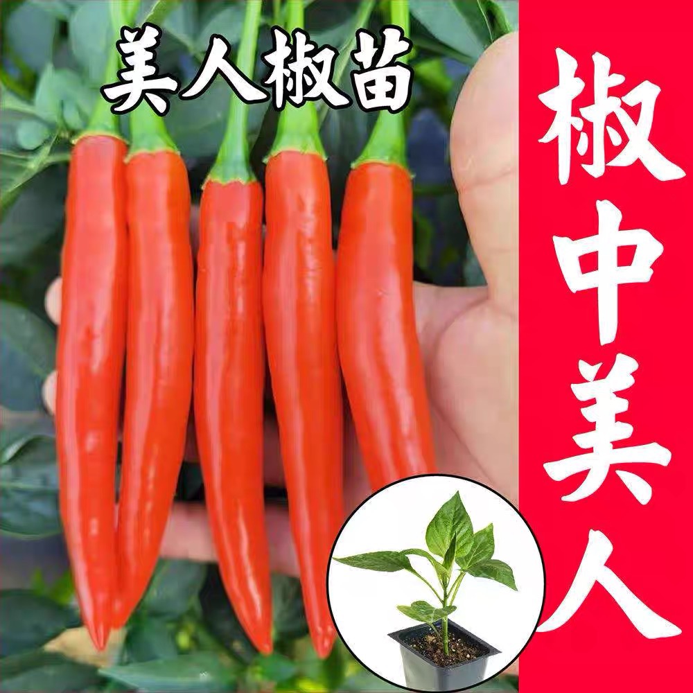 各类辣椒苗适合家庭小院阳台盆栽种植的辣椒苗