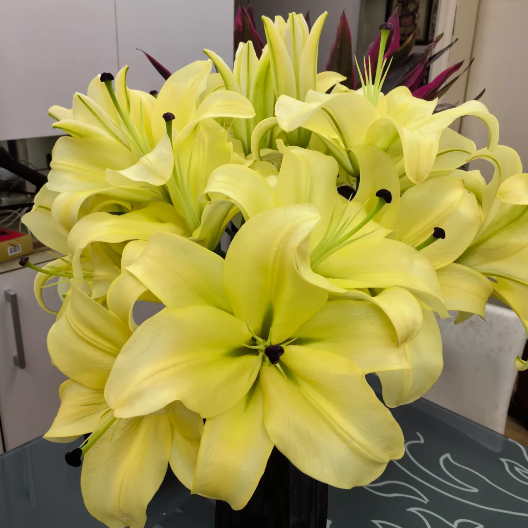 【全疆京东包邮】黄天霸香水百合（明天发货）