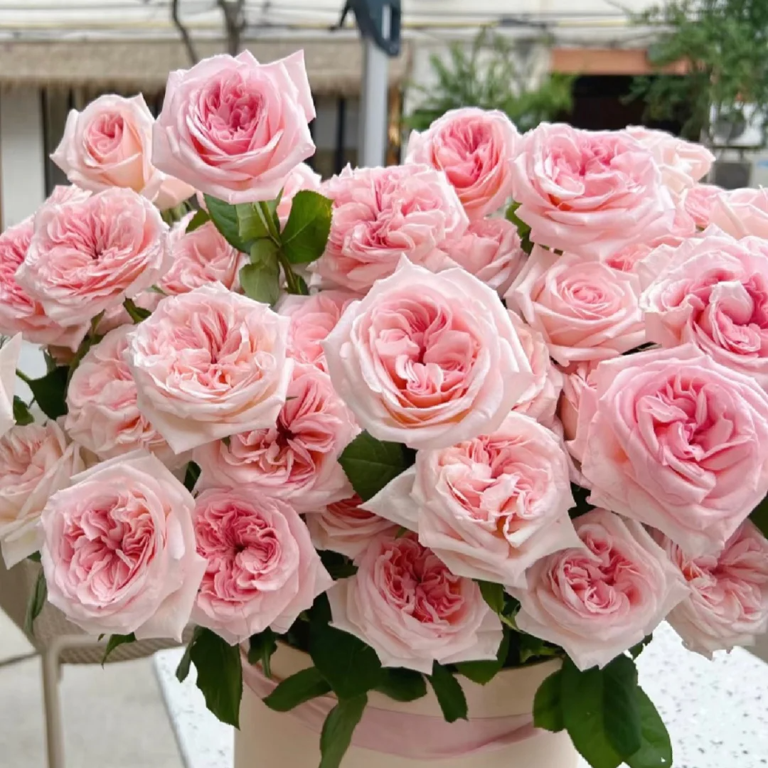 【全疆京东包邮】粉荔枝玫瑰玫瑰16枝（多给4枝售后）