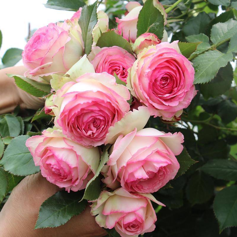 蔷薇花苗粉色龙沙宝石藤本月季花苗特大浓香爬藤庭院别墅植物盆栽