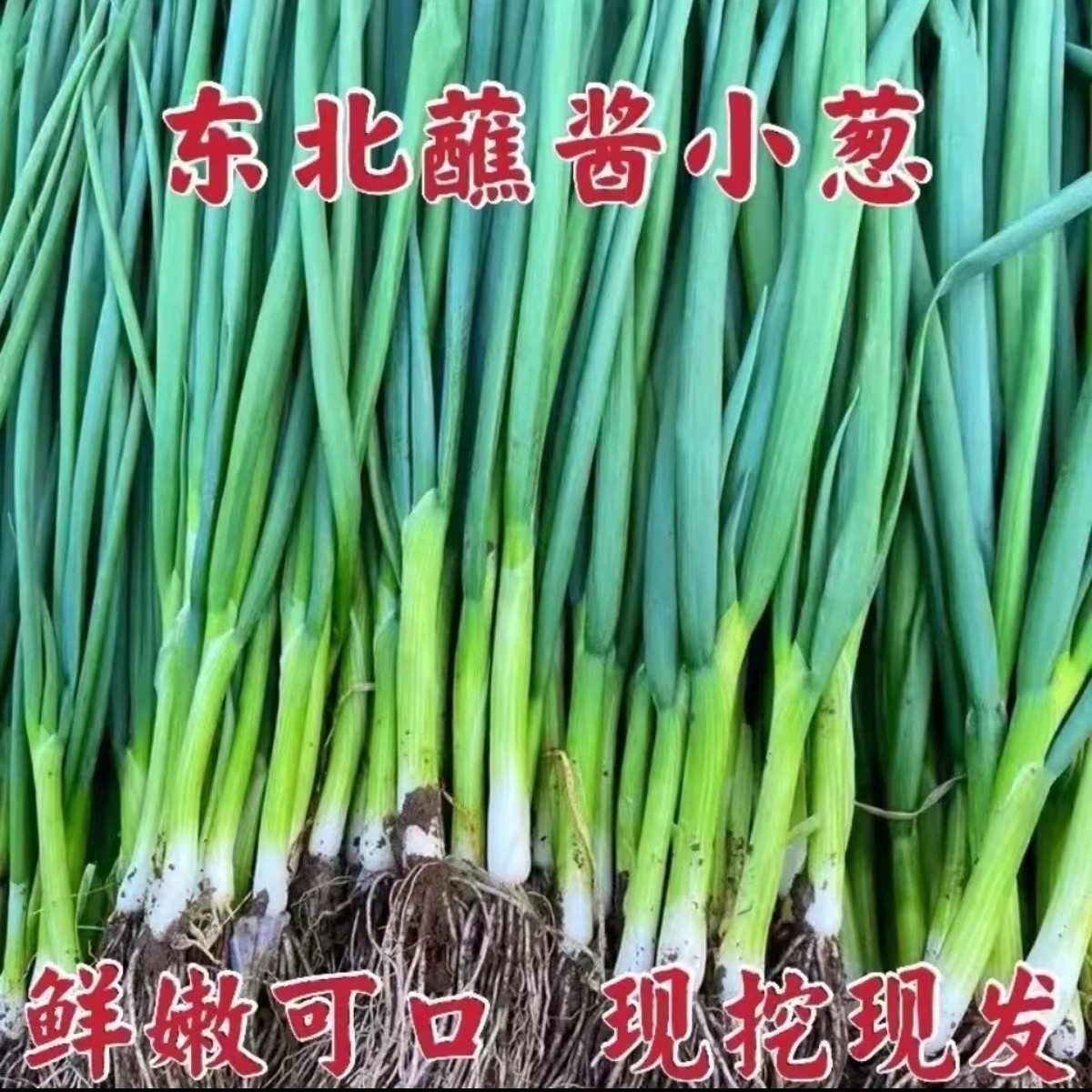 【顺丰/EMS空运】东北小葱 鲜嫩 脆 现摘现发对折发货2斤