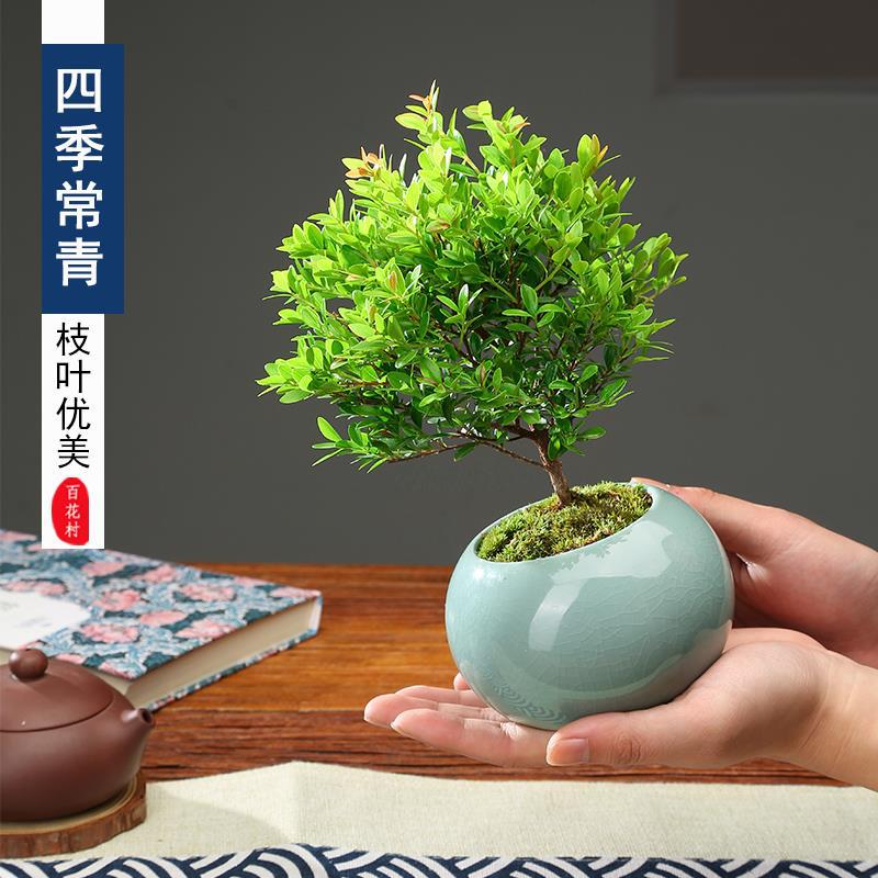 【基地直发】鲜活绿植红芽小叶赤楠盆栽四季常青办公室植物净化空气