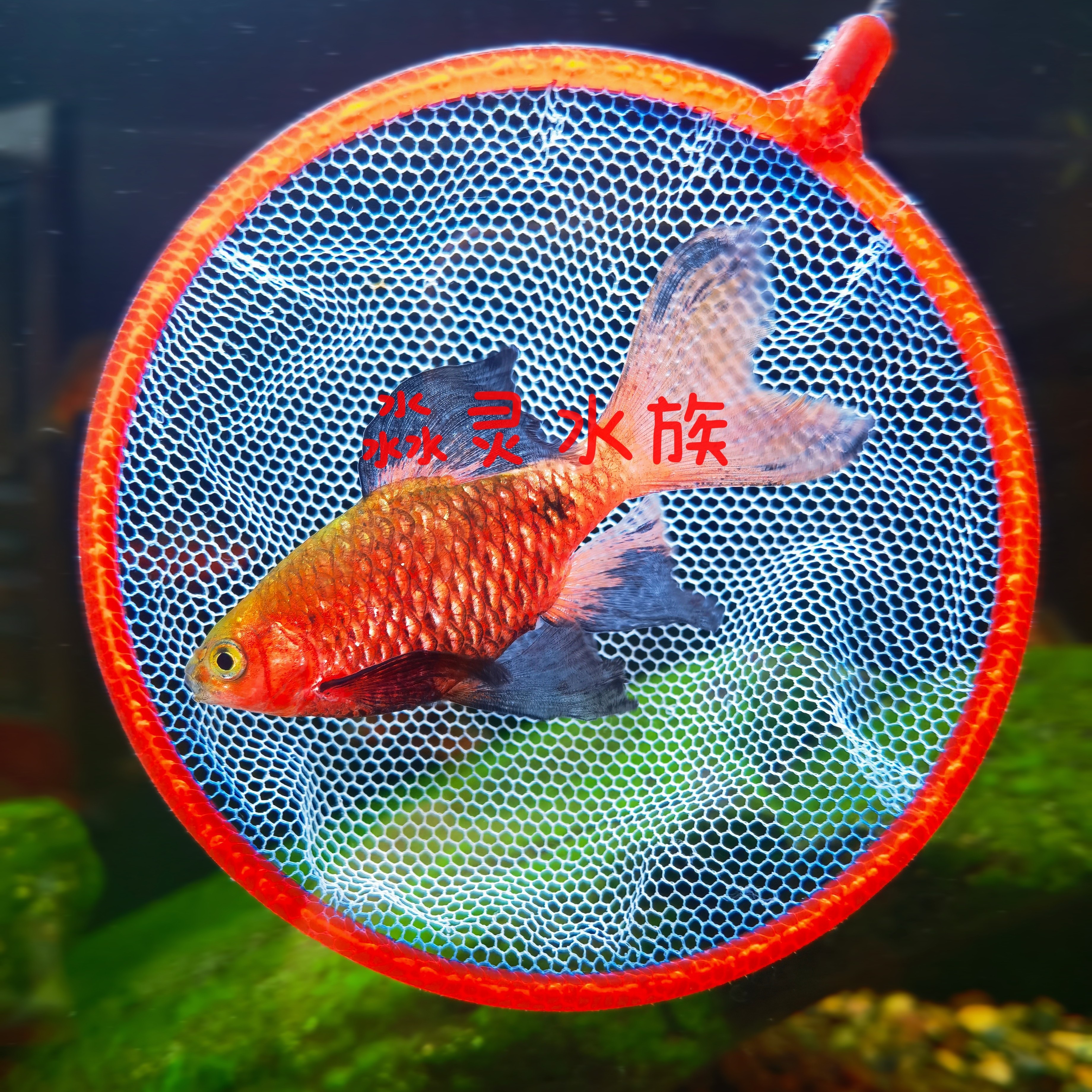 大帆玫瑰鲫鱼钻石鲫冷水溪流原生鱼小型观赏鱼耐低温鱼好饲养