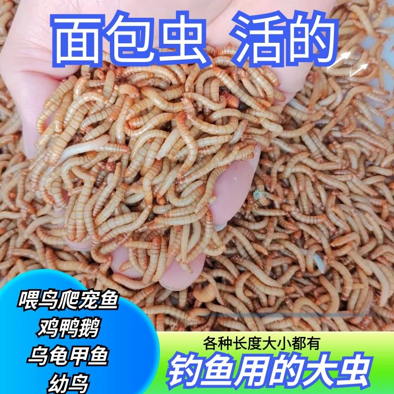 面包虫活的黄粉虫钓鱼打窝饲料喂鸡鸭鹅鸟八哥家禽鸟类爬宠