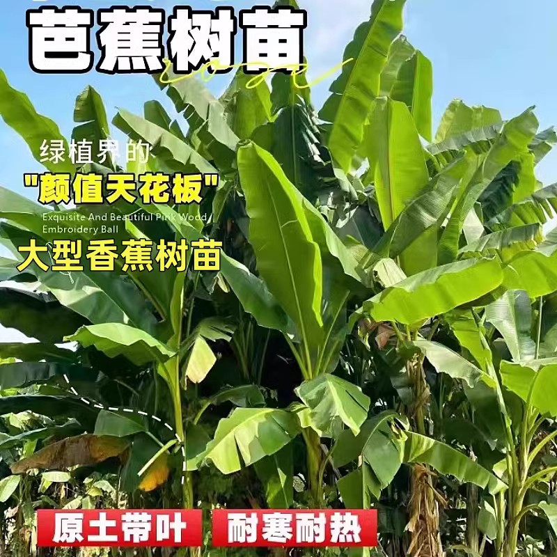 芭蕉树苗香蕉果树苗矮化观叶植物室内客厅四季常青北欧绿植