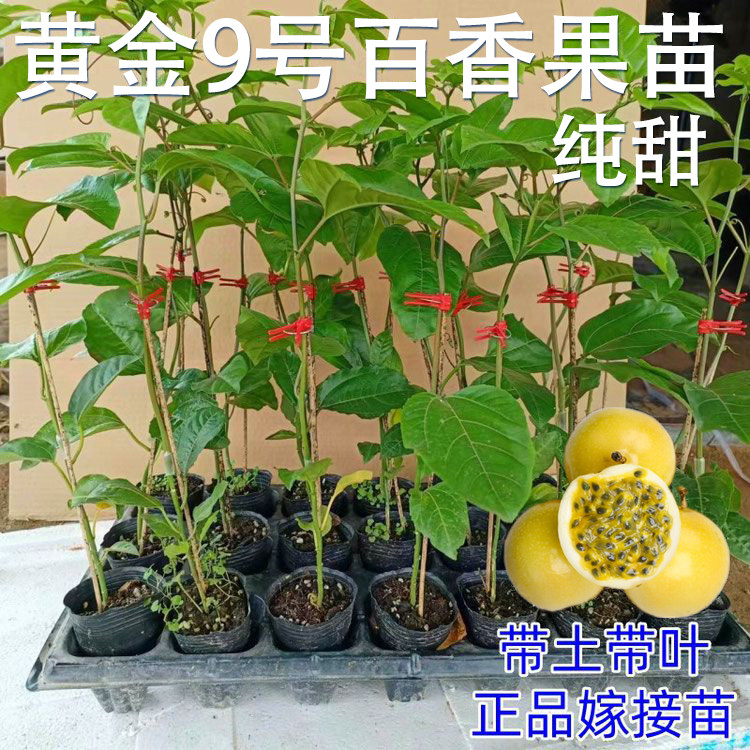 黄金9号百香果苗广西纯甜黄金树苗庭院盆栽种植当年结果带土四季