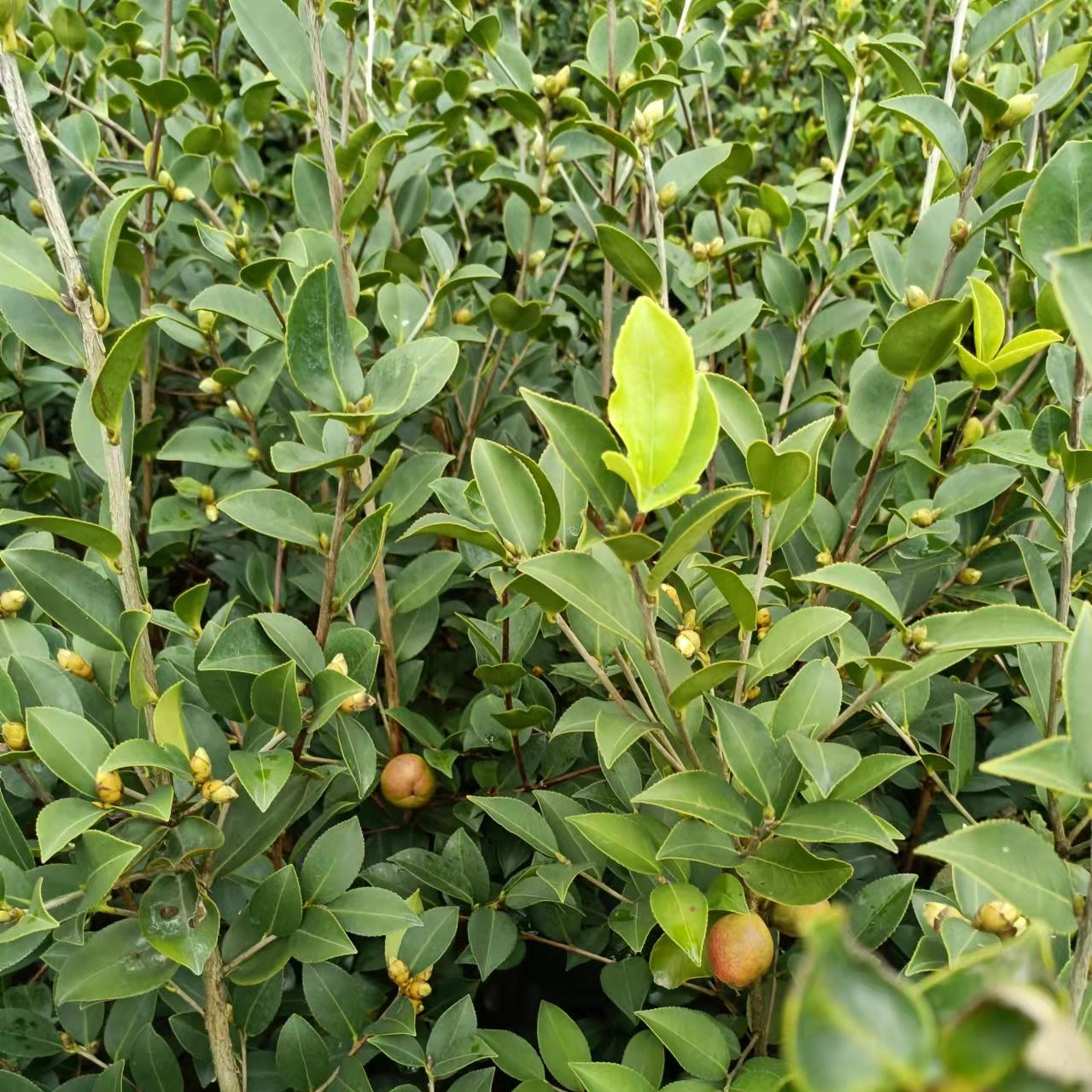 三年生高产油茶树苗裸根苗桃金娘100棵绿植高市早苗茶苗