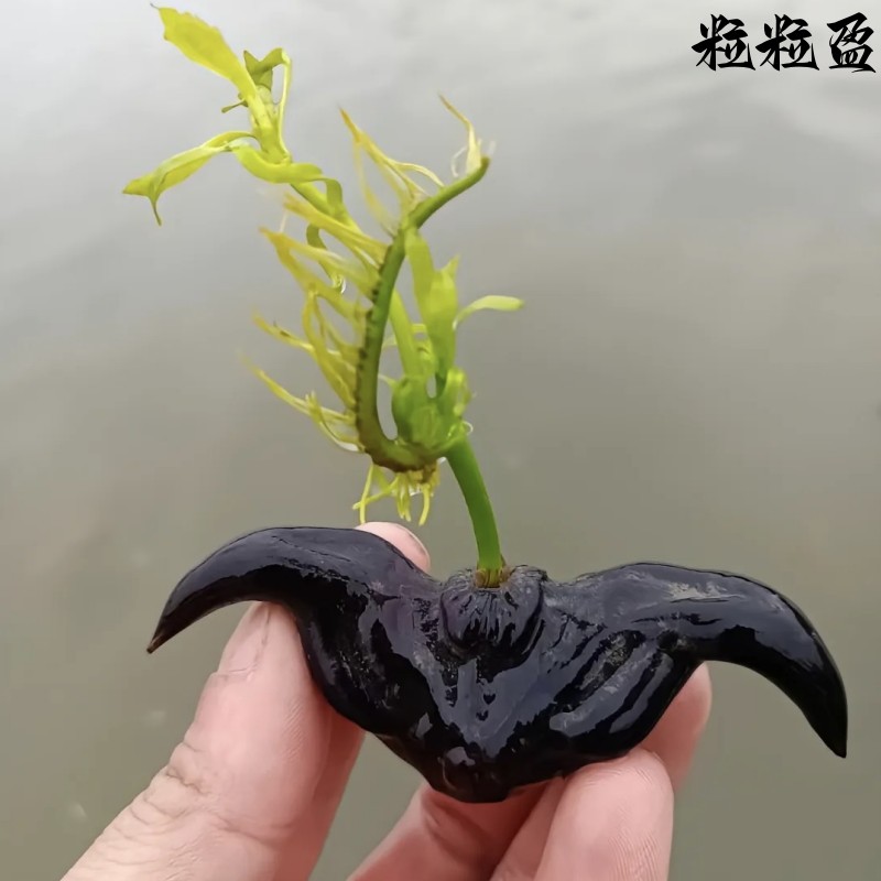 特大老菱角种子高产大青菱种子种苗早熟菱角种红菱角种子