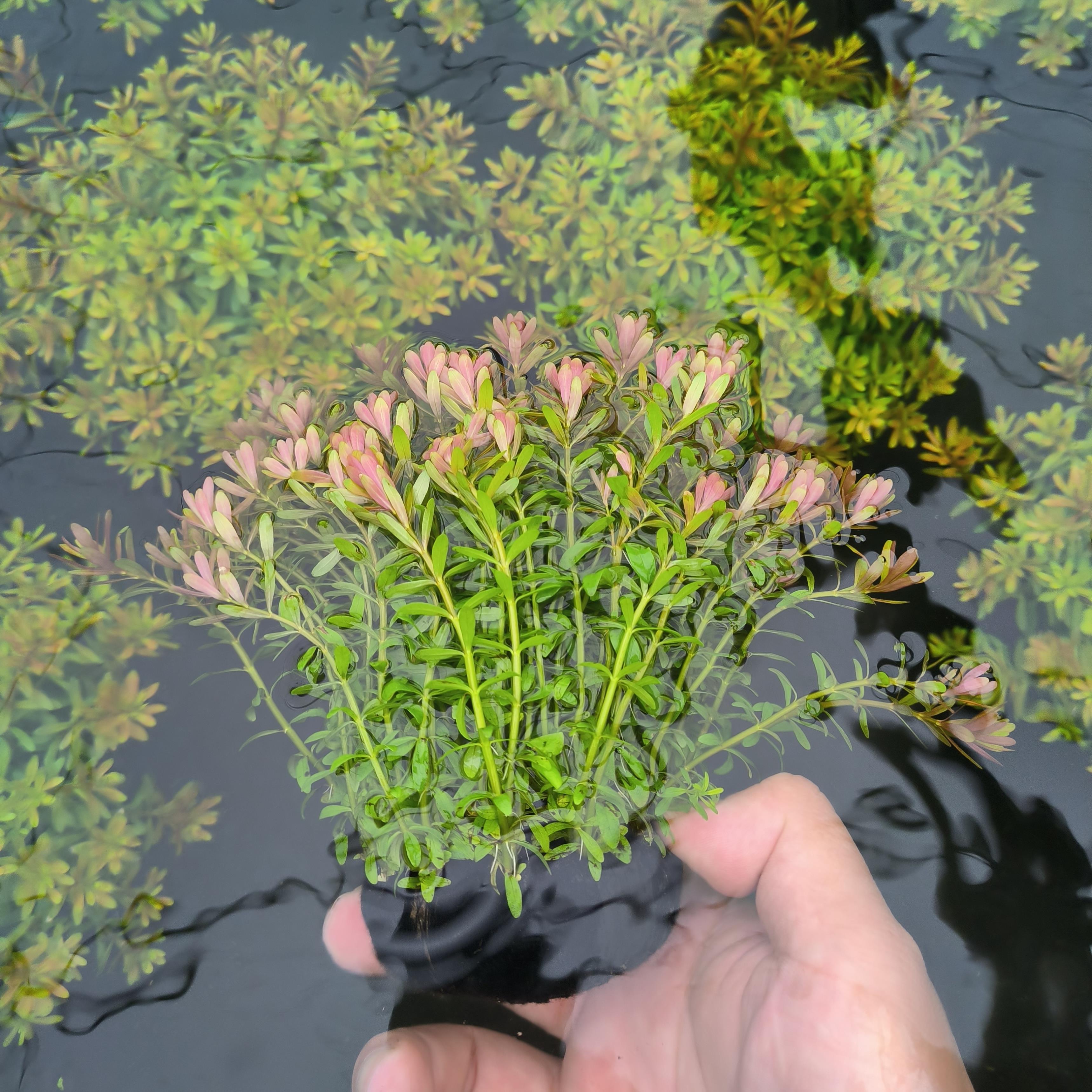 谷精百叶陀草后景草懒人水草