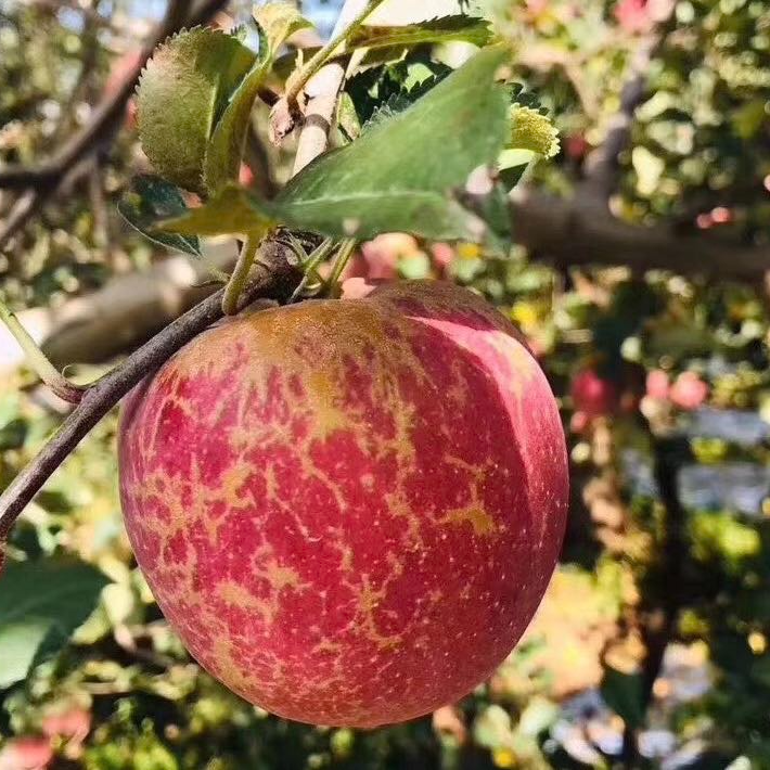 正宗阳光大凉山  糖心苹果 丑苹果新鲜采摘产地直发 脆苹果 脆甜