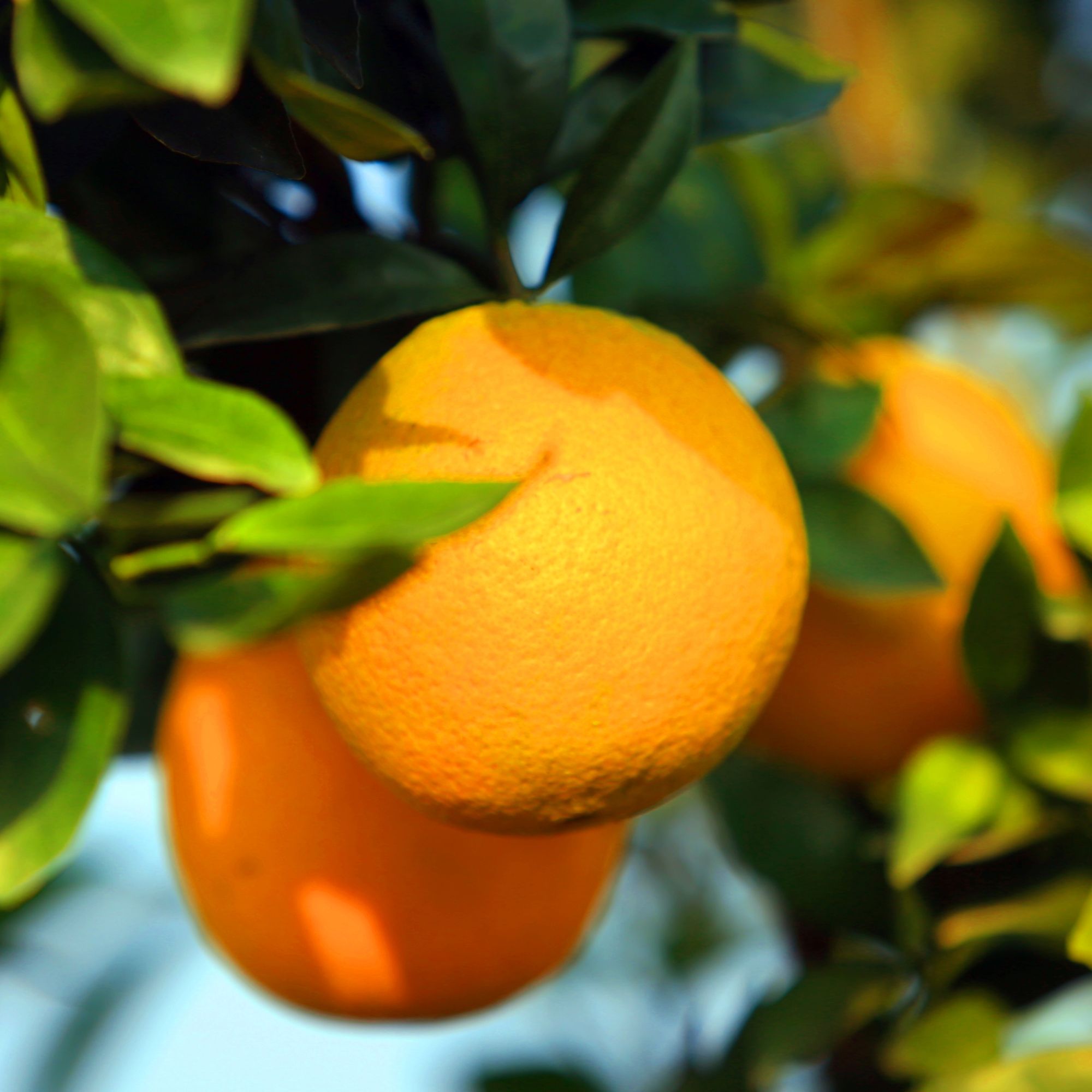 湘南高山应季新鲜脐橙纽荷尔现摘自家无甜蜜素原味皮薄汁多