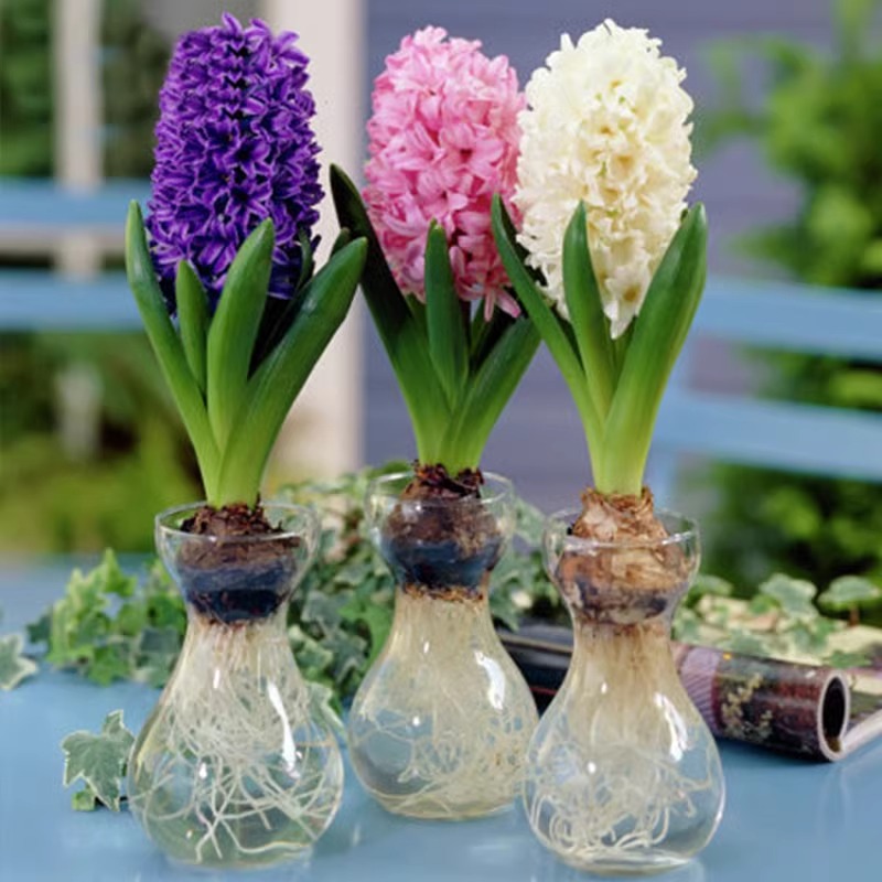 进口风信子种球水养土培冬季水培带芽耐寒易活花卉盆栽植物室内花